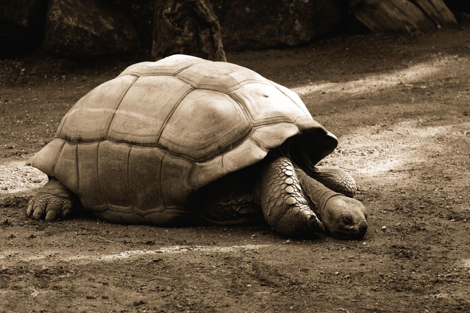 Nikon D7200 sample photo. Giant tortoises, animals, panzer photography