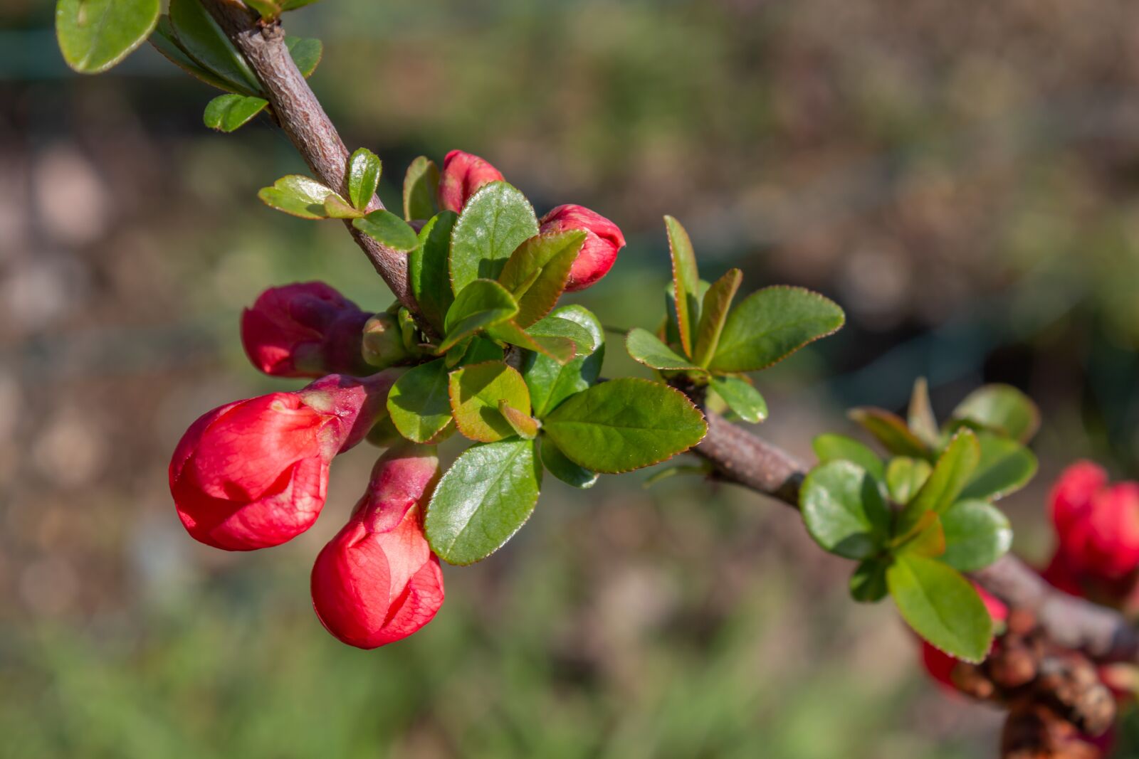 Canon EOS 650D (EOS Rebel T4i / EOS Kiss X6i) sample photo. Chanomeles, ornamental quince, plant photography
