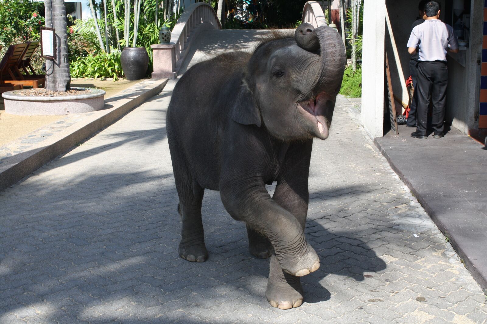 Canon EOS 1000D (EOS Digital Rebel XS / EOS Kiss F) sample photo. Elephant, baby elephant, train photography
