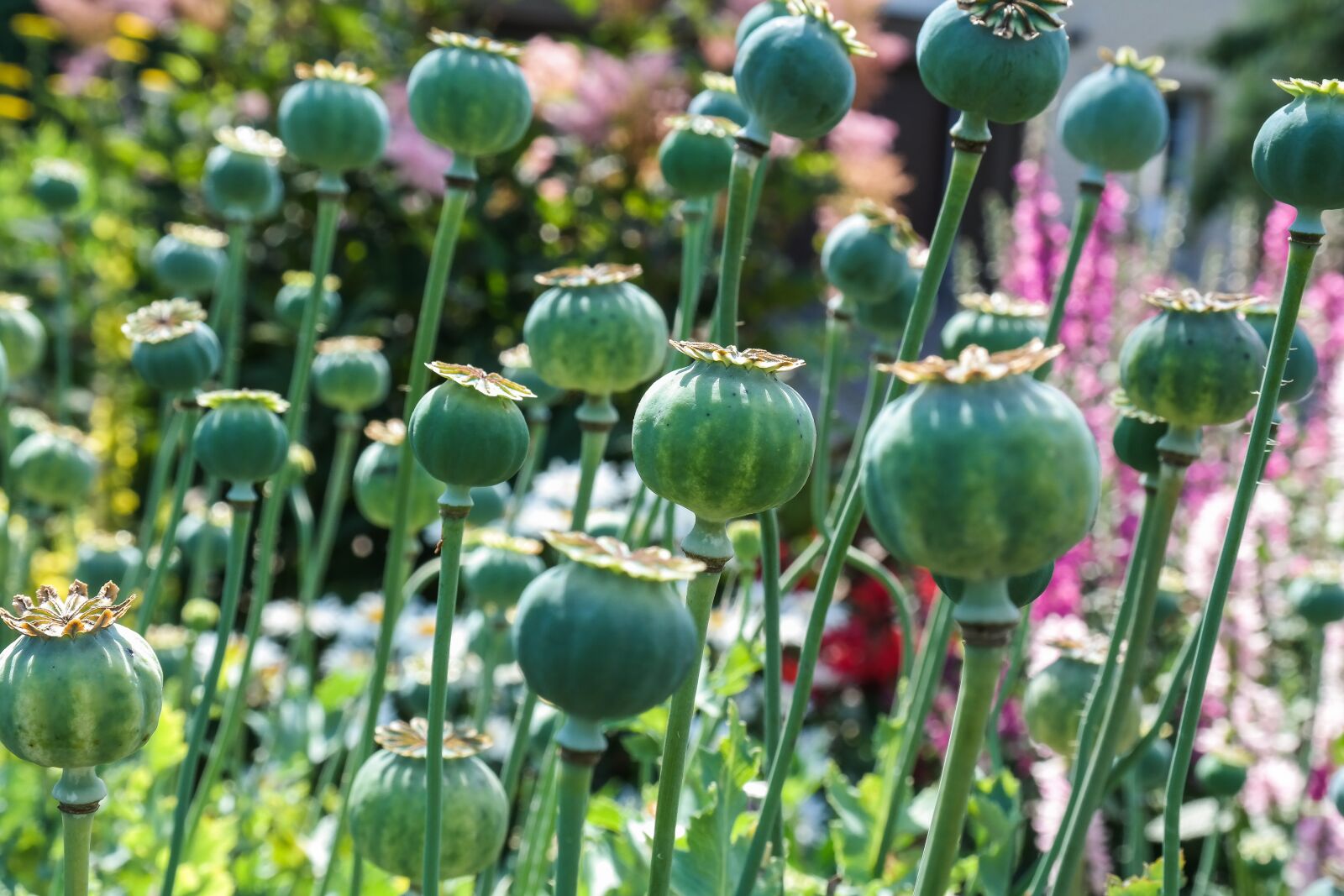 Samsung NX300 sample photo. Poppy, faded, poppy capsules photography