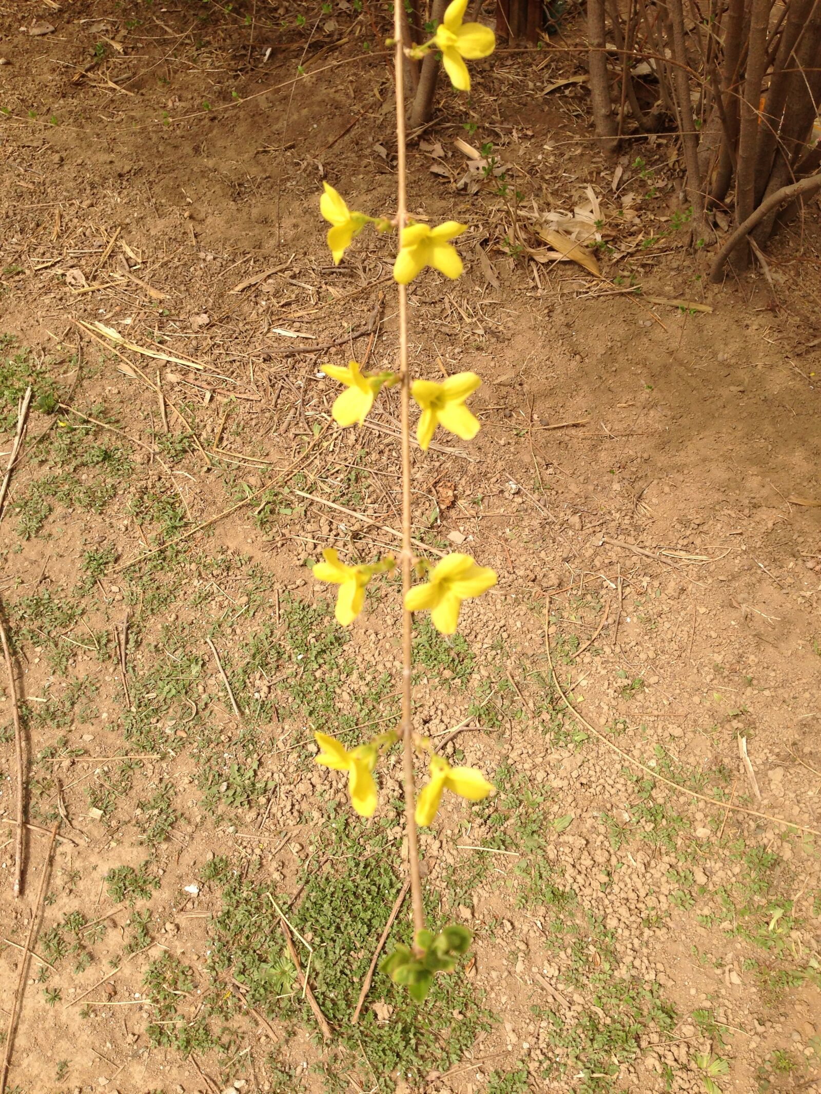 Apple iPhone 5 sample photo. Spring, yellow flower, forsythia photography