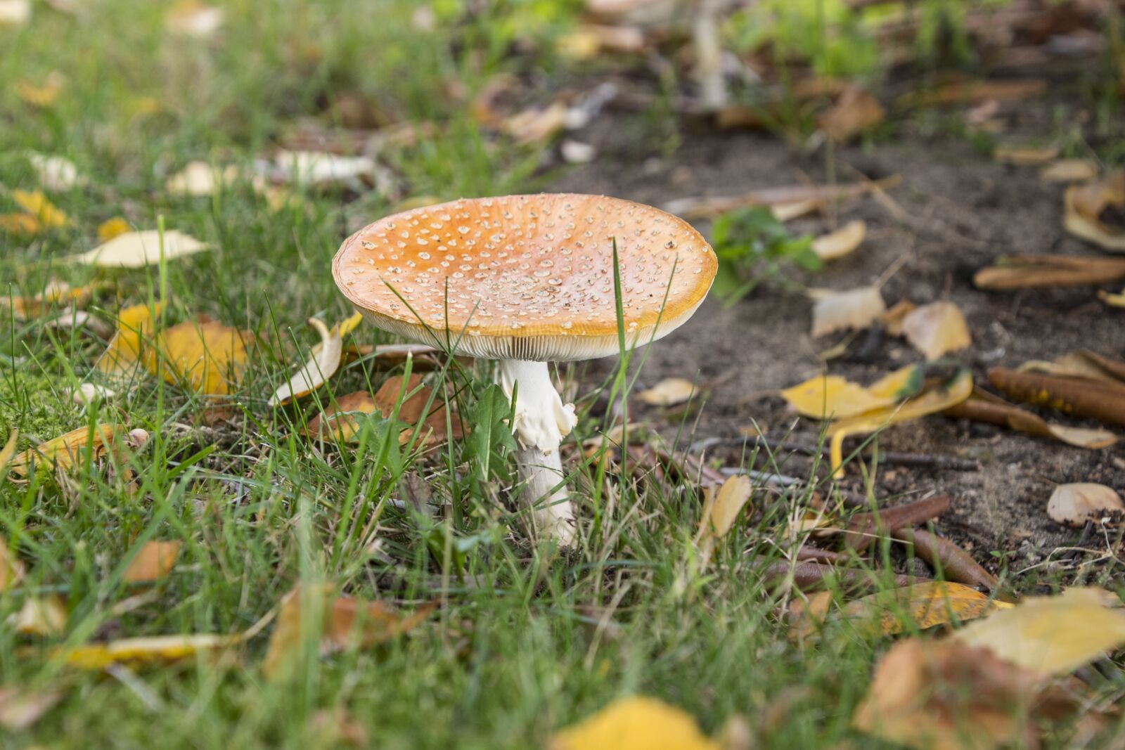 Nikon D750 sample photo. Red fly agaric mushroom photography