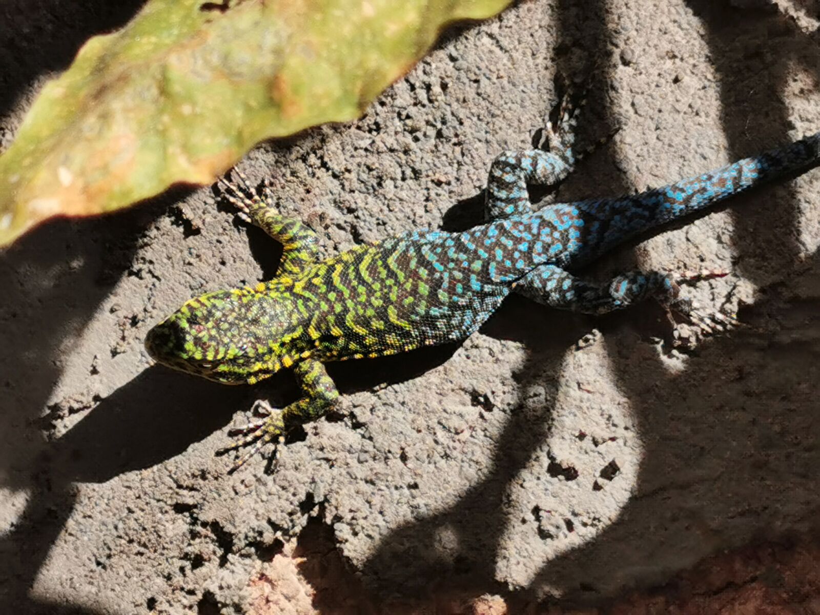 HUAWEI P30 Pro sample photo. Animal, reptile, lizard photography