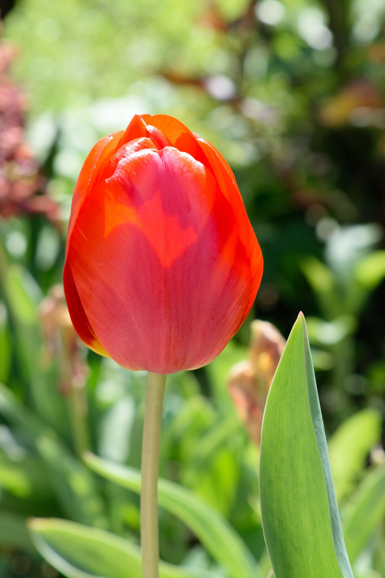 Nikon D3300 sample photo. Tulip, spring, nearby photography
