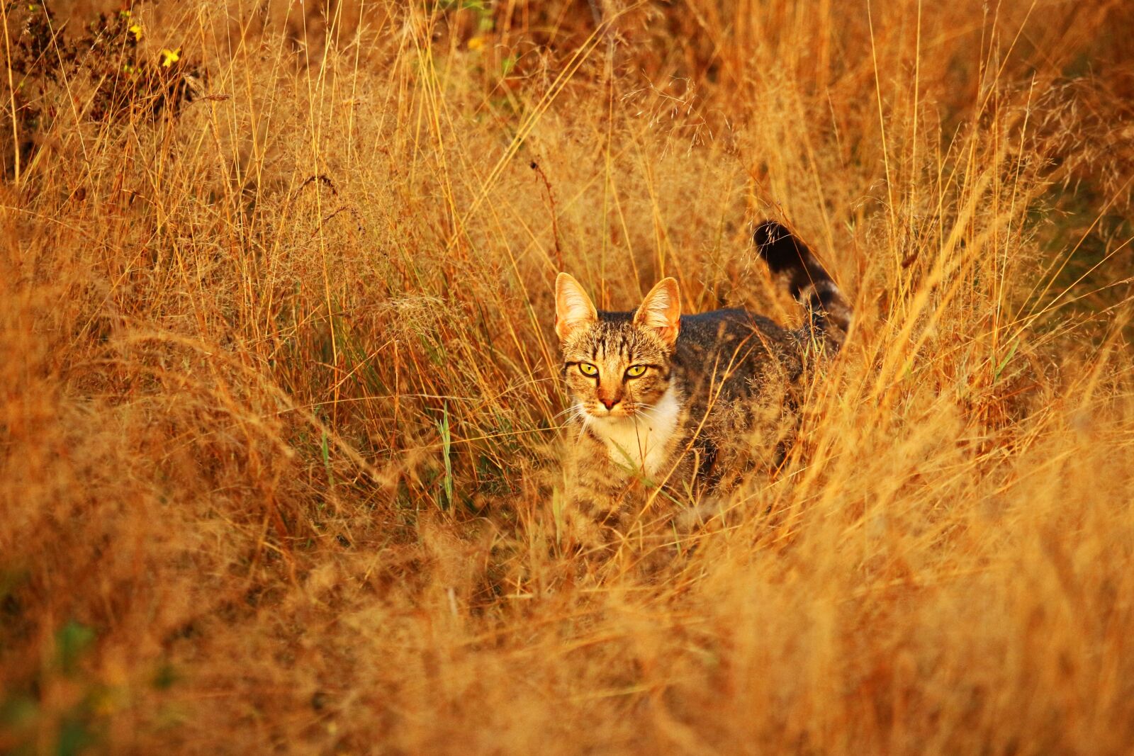 Canon EOS 100D (EOS Rebel SL1 / EOS Kiss X7) sample photo. Cat, kitten, mieze photography