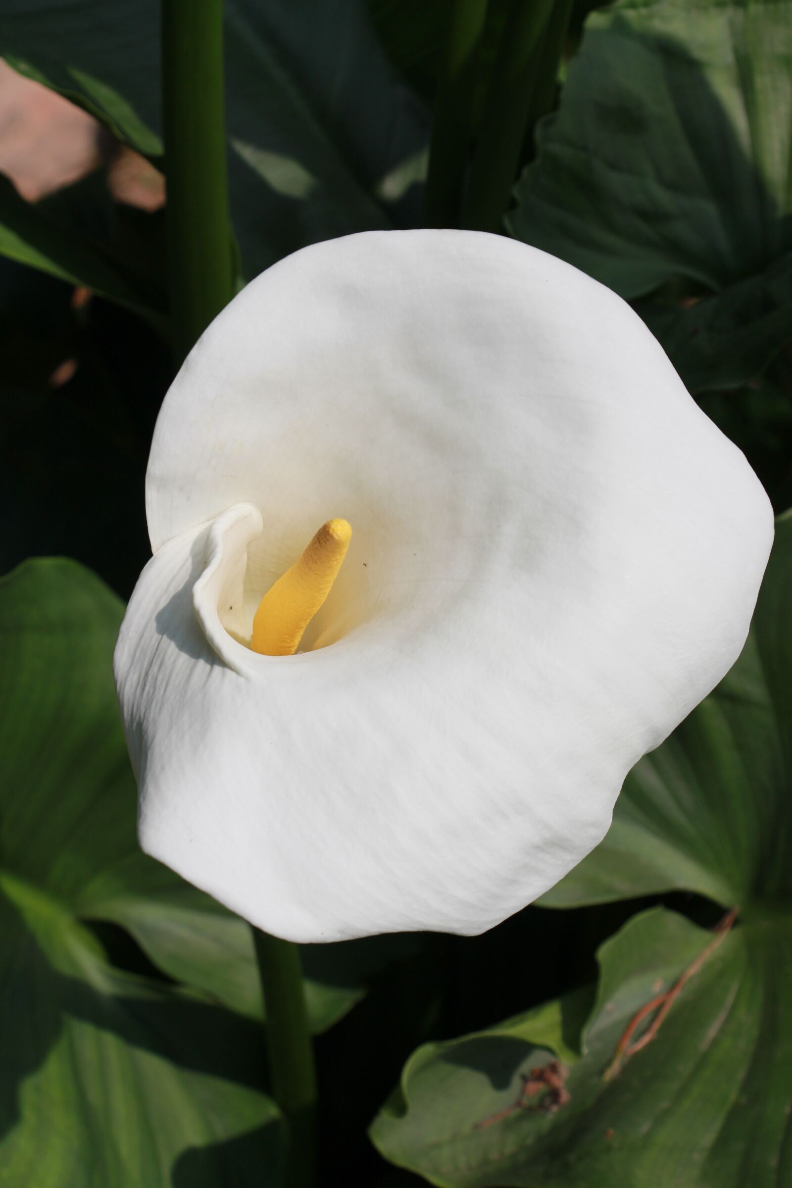 Canon EOS 650D (EOS Rebel T4i / EOS Kiss X6i) sample photo. Calla, blossom, bloom photography