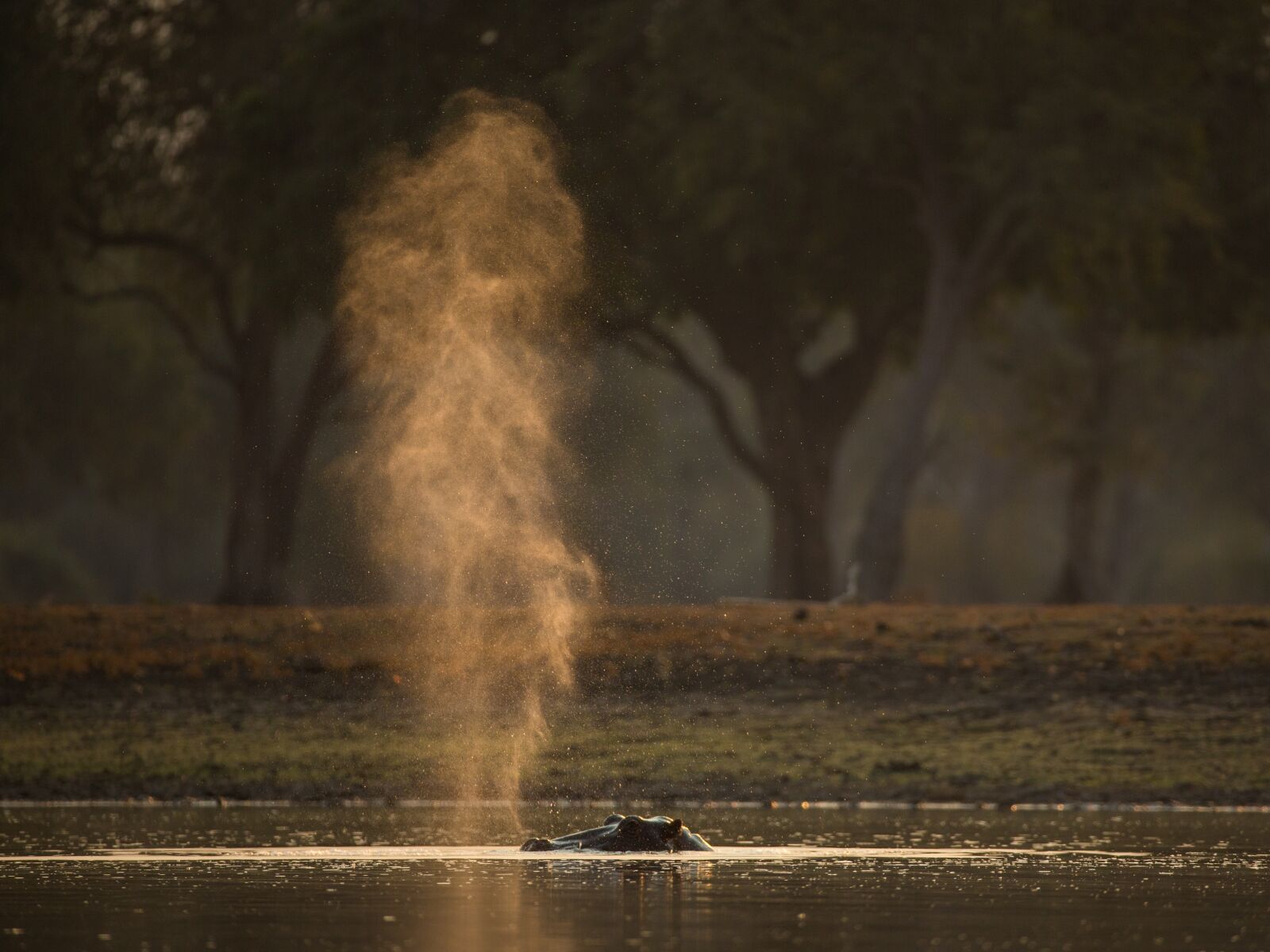 Canon EF 200-400mm F4L IS USM Extender 1.4x sample photo. Hippo, hippo snort, animal photography