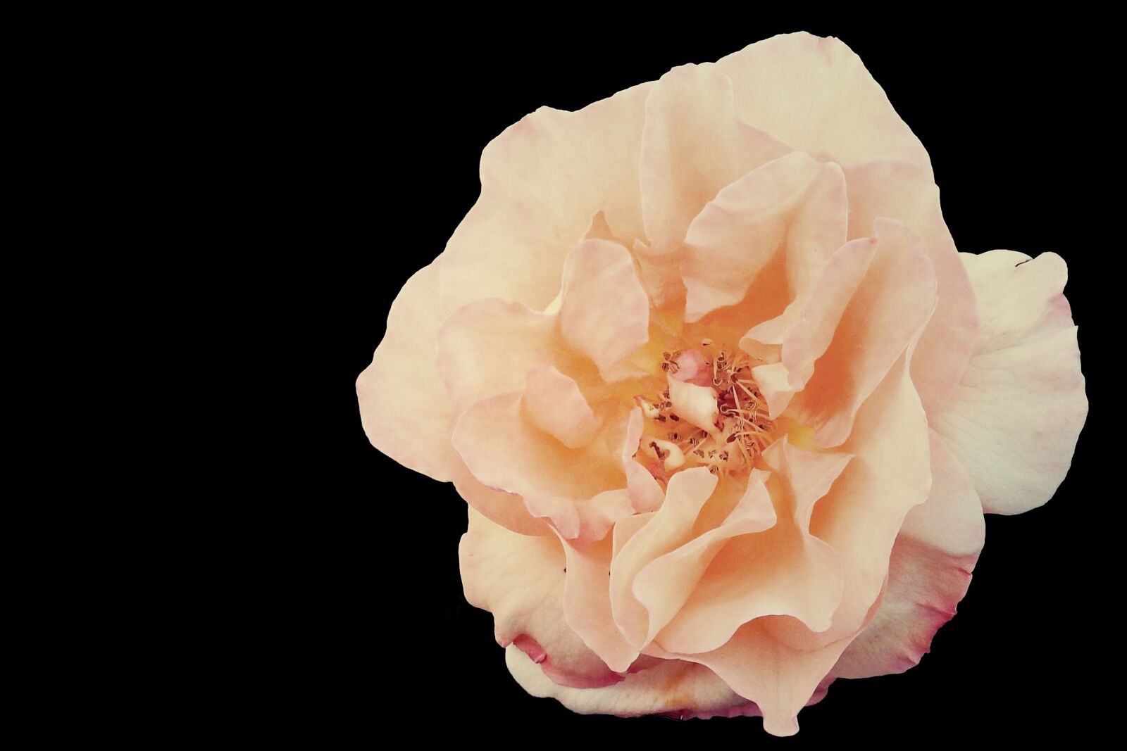 Nikon Coolpix P900 sample photo. Rose, yellow, blossom photography