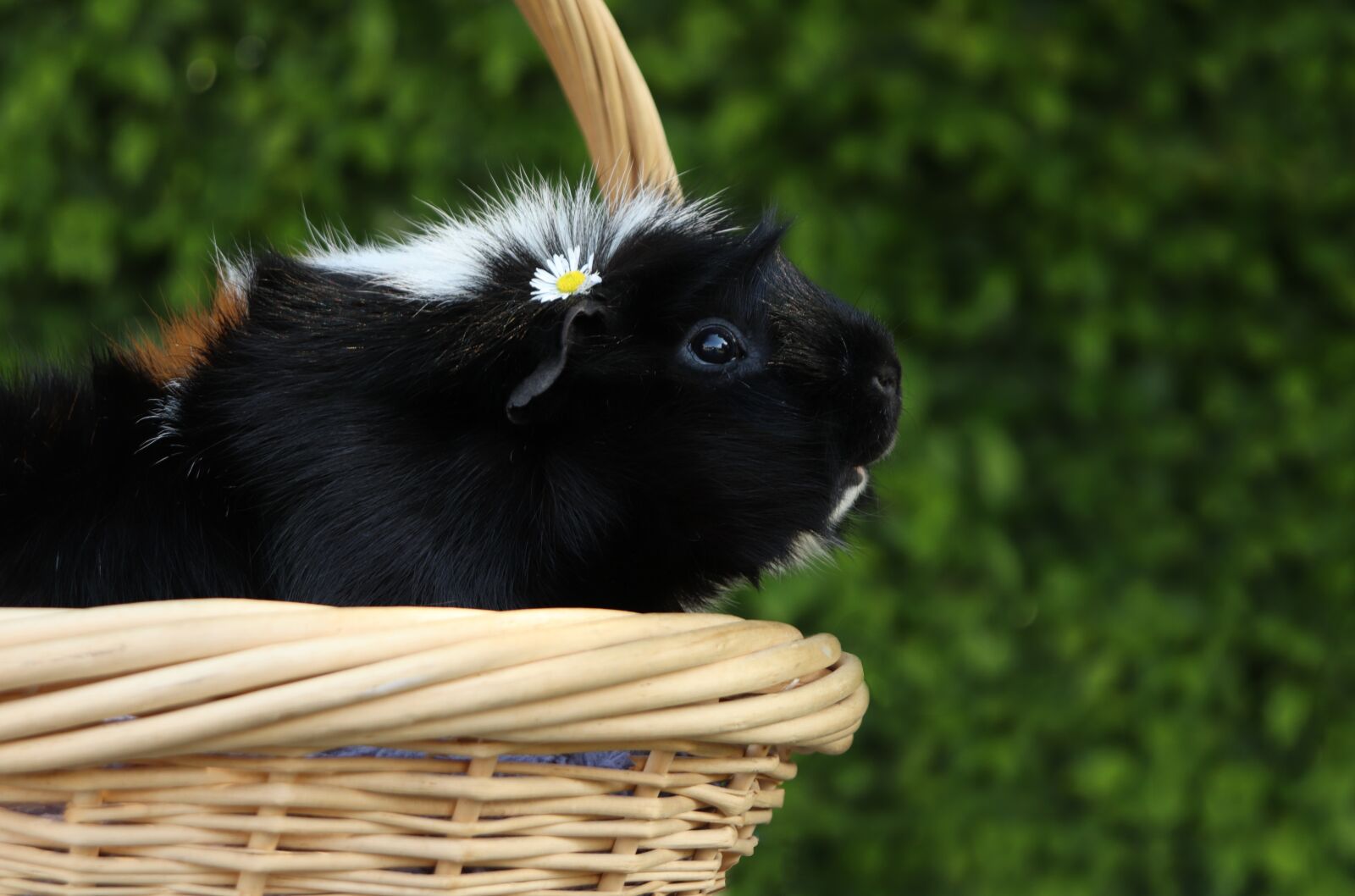 Canon EOS 800D (EOS Rebel T7i / EOS Kiss X9i) sample photo. Cavia, guineapig, guinea photography