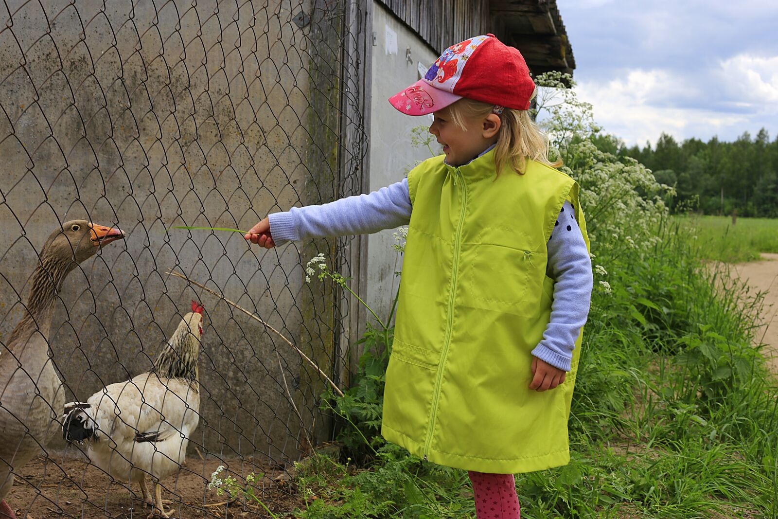 Canon EF 50mm F1.8 II sample photo. Girl, geese, living nature photography