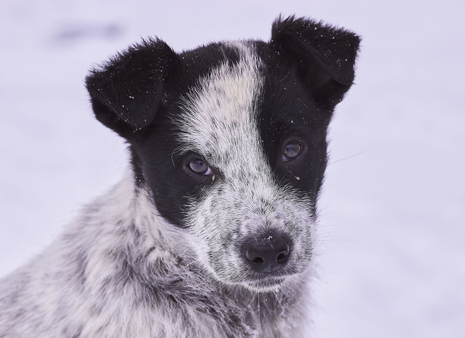 Canon EF 135mm F2L USM sample photo. Dog, snow, in winter photography