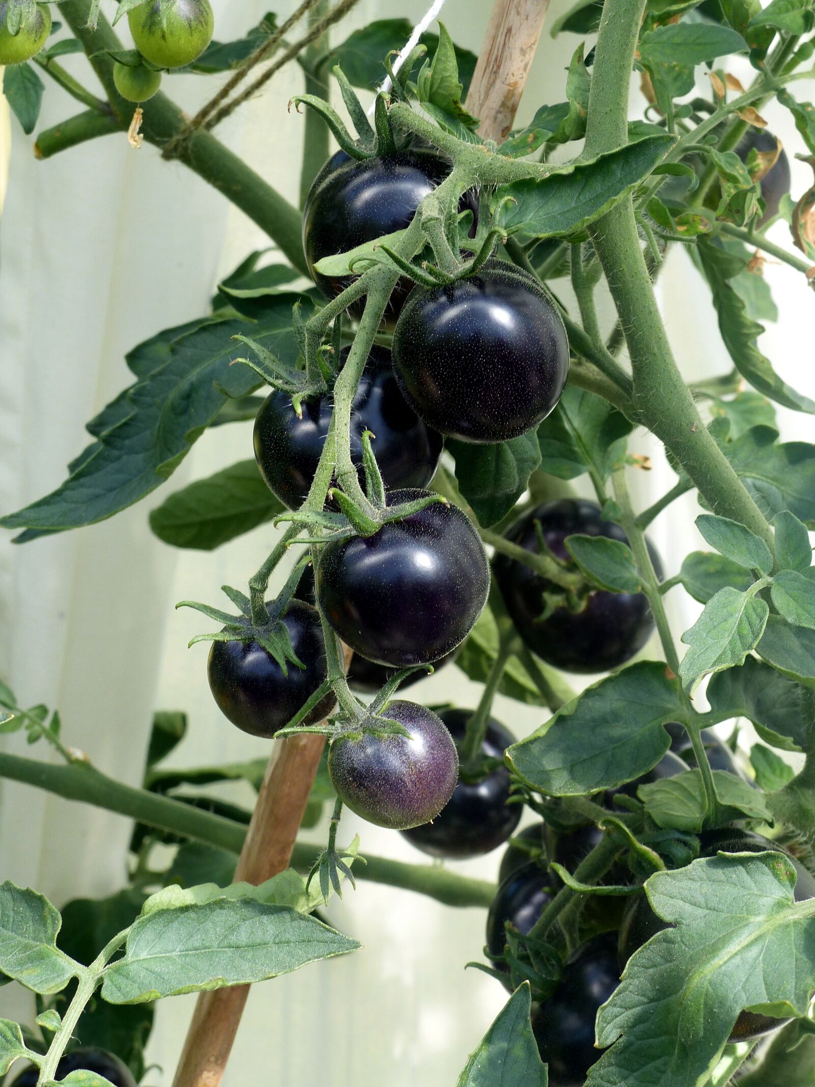 Panasonic Lumix DMC-FZ200 sample photo. Tomatoes, black, stems photography