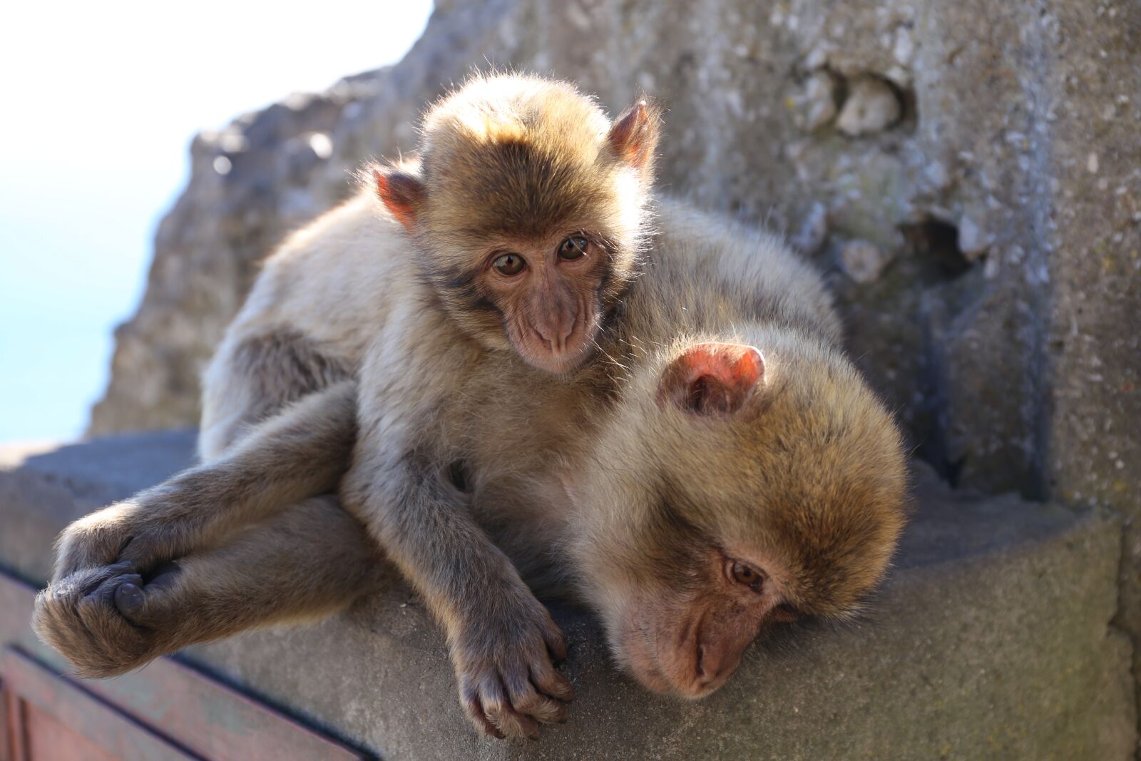 Canon EF 24-70mm F4L IS USM sample photo. Monkey, mammal, cute photography