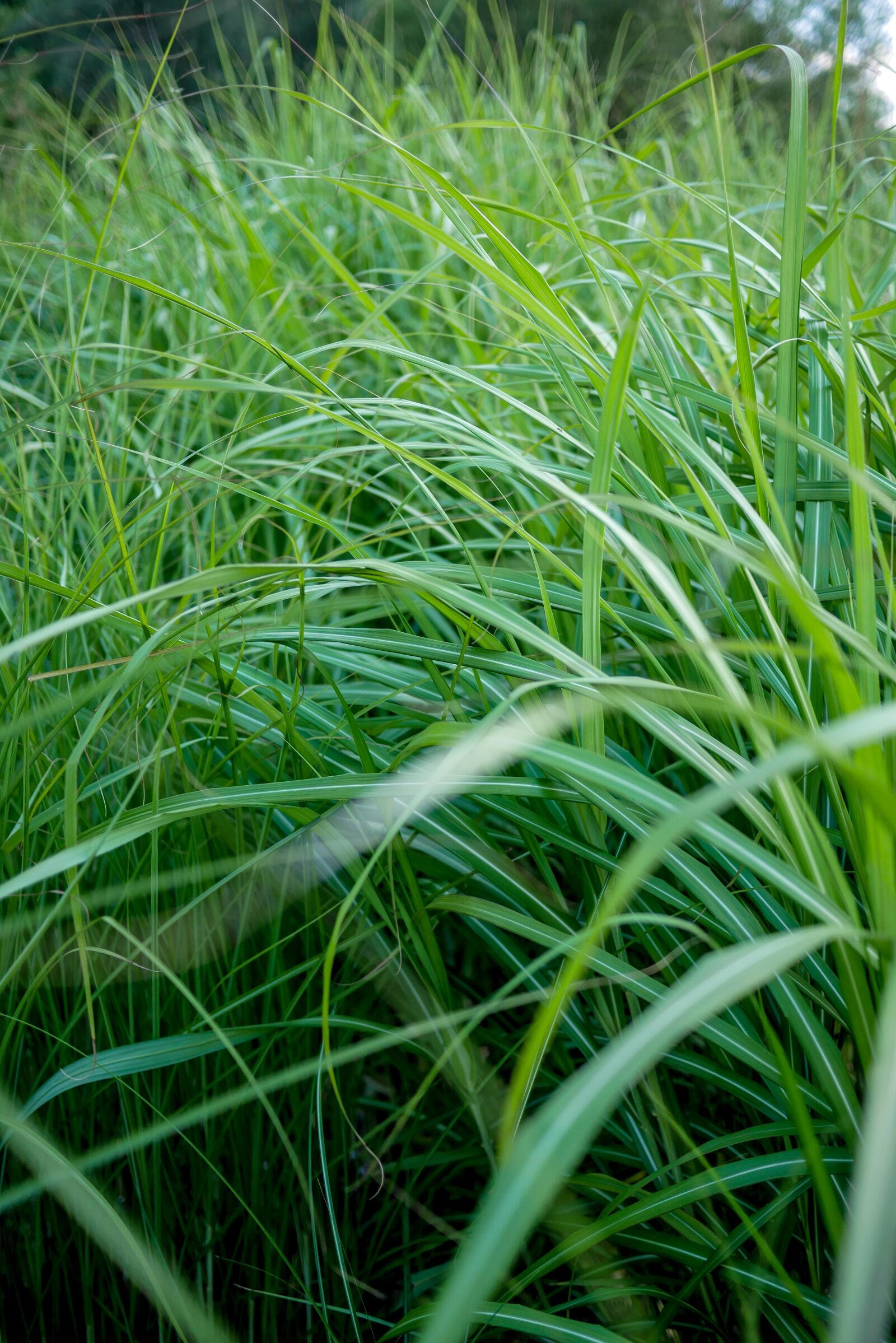 LUMIX G 20/F1.7 II sample photo. Grass, green, nature photography