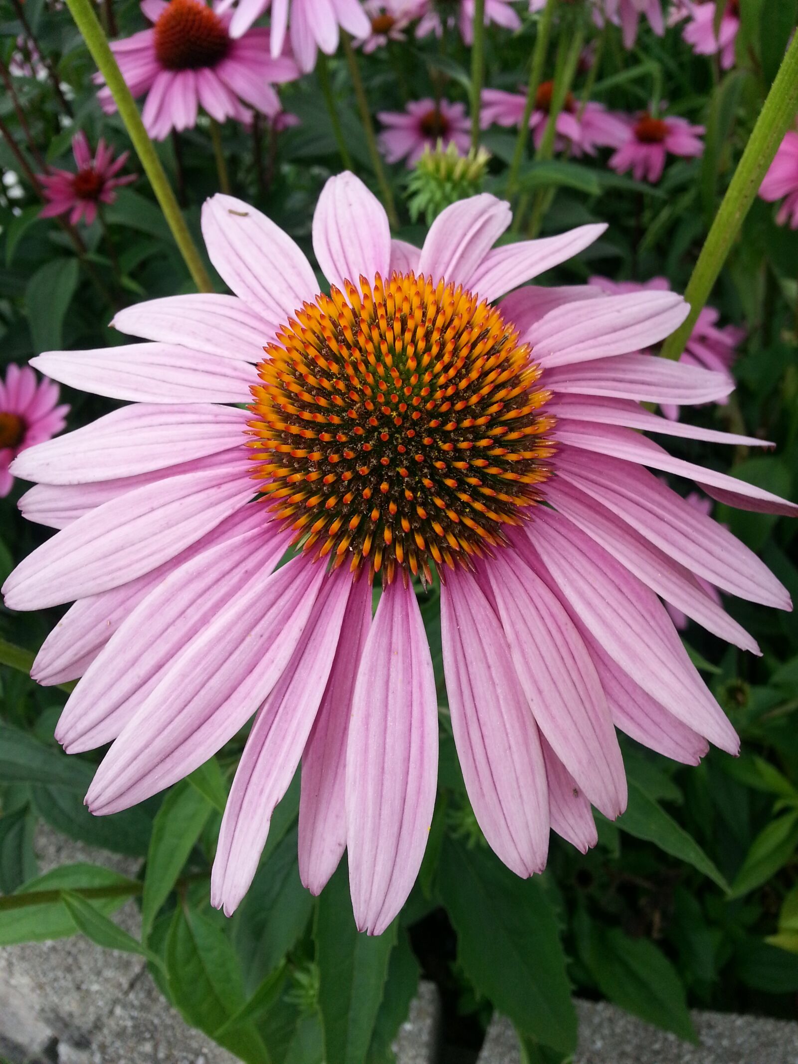 Samsung Galaxy Note2 sample photo. Echinacea, purple coneflower, flower photography