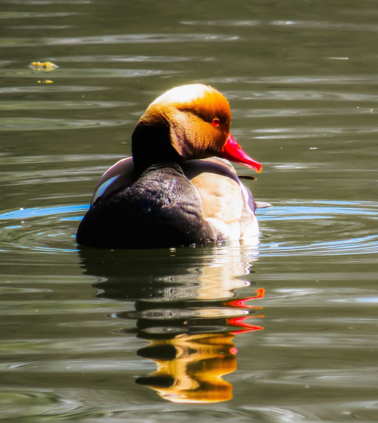Canon PowerShot SX50 HS sample photo. Animal, duck, water bird photography