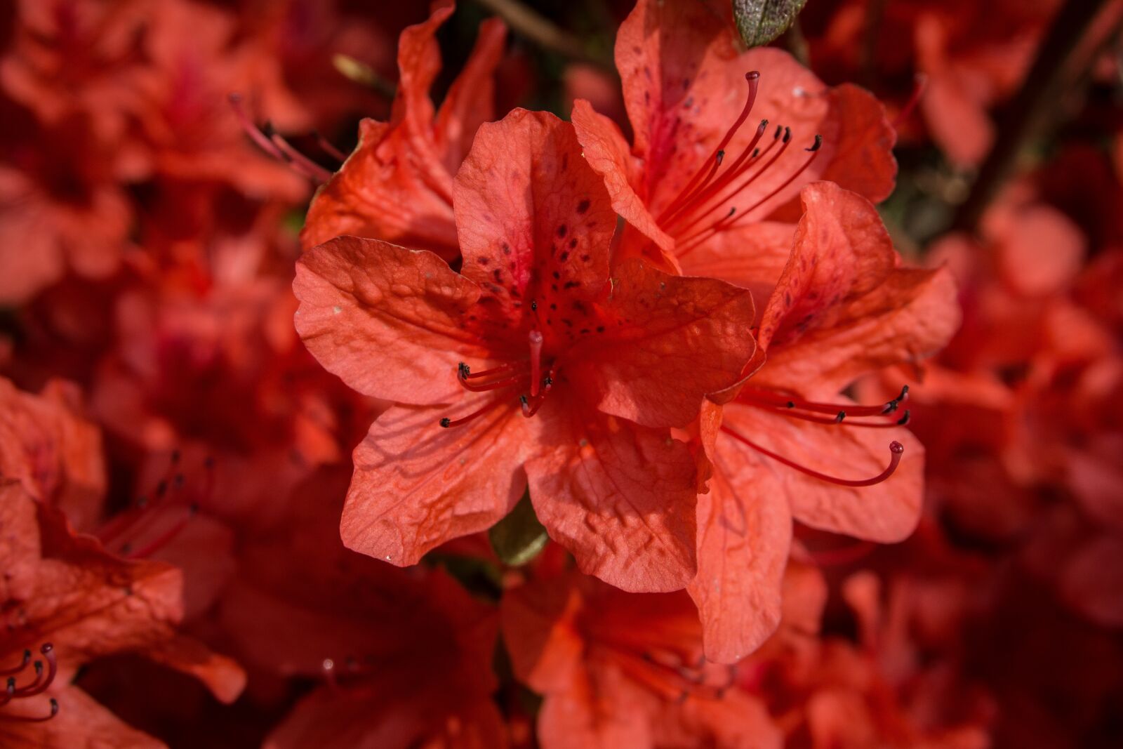 Sony a6000 sample photo. Spring, garden, azalea photography