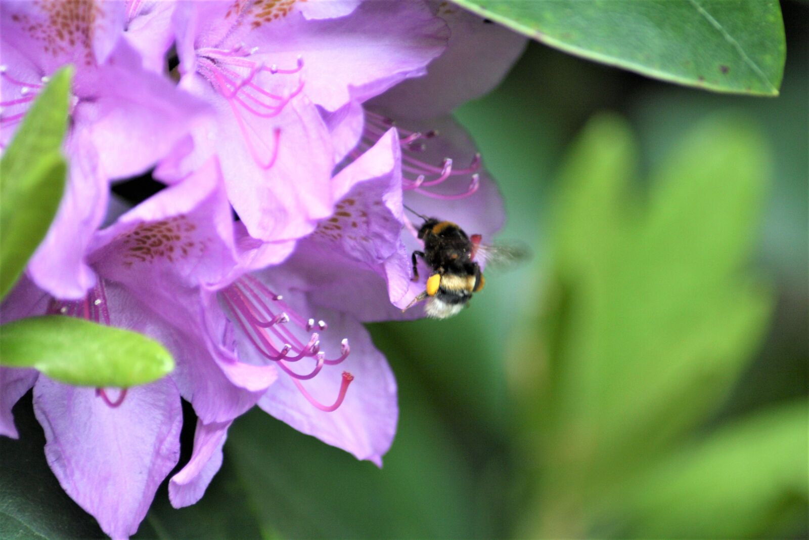 Canon EOS 1000D (EOS Digital Rebel XS / EOS Kiss F) sample photo. Hummel, pollination, spring photography
