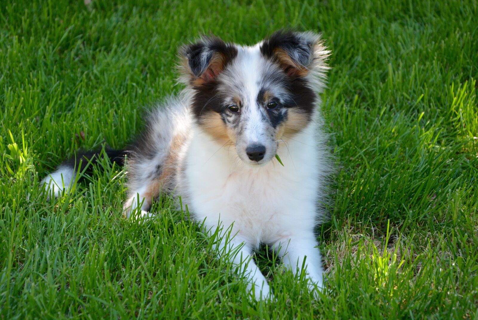 Nikon D5200 sample photo. Shetland sheepdog, puppy, young photography