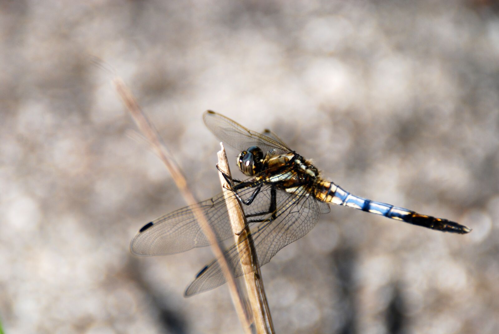 Nikon D40X sample photo. Dragonfly, insect, bug photography
