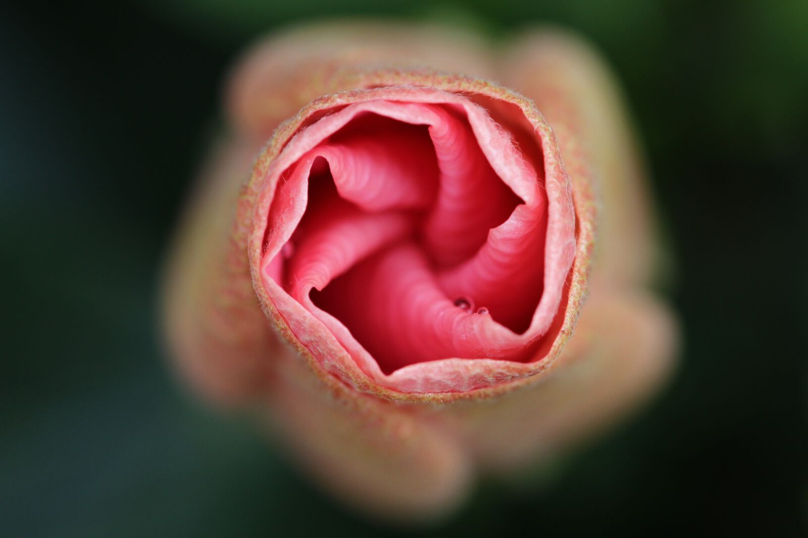 Canon EF 100mm F2.8L Macro IS USM sample photo. Flower, petal, nature photography