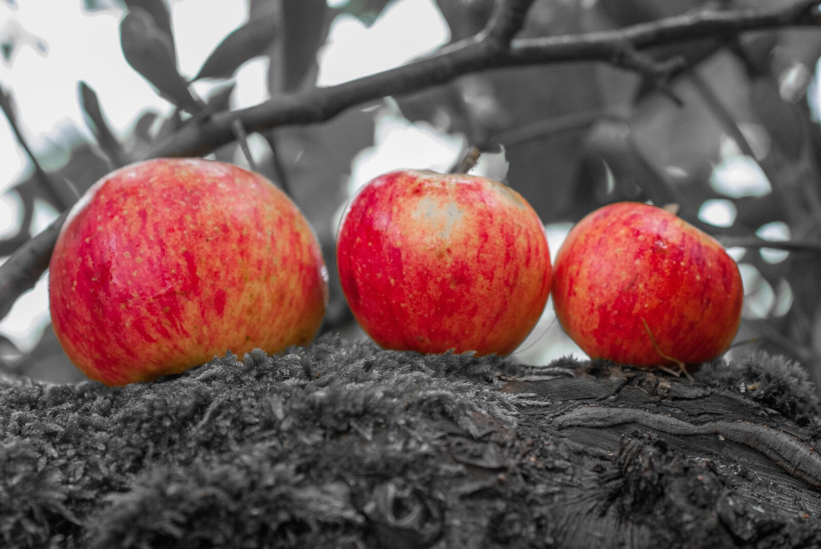 Nikon D80 sample photo. Selective colour, apple, red photography