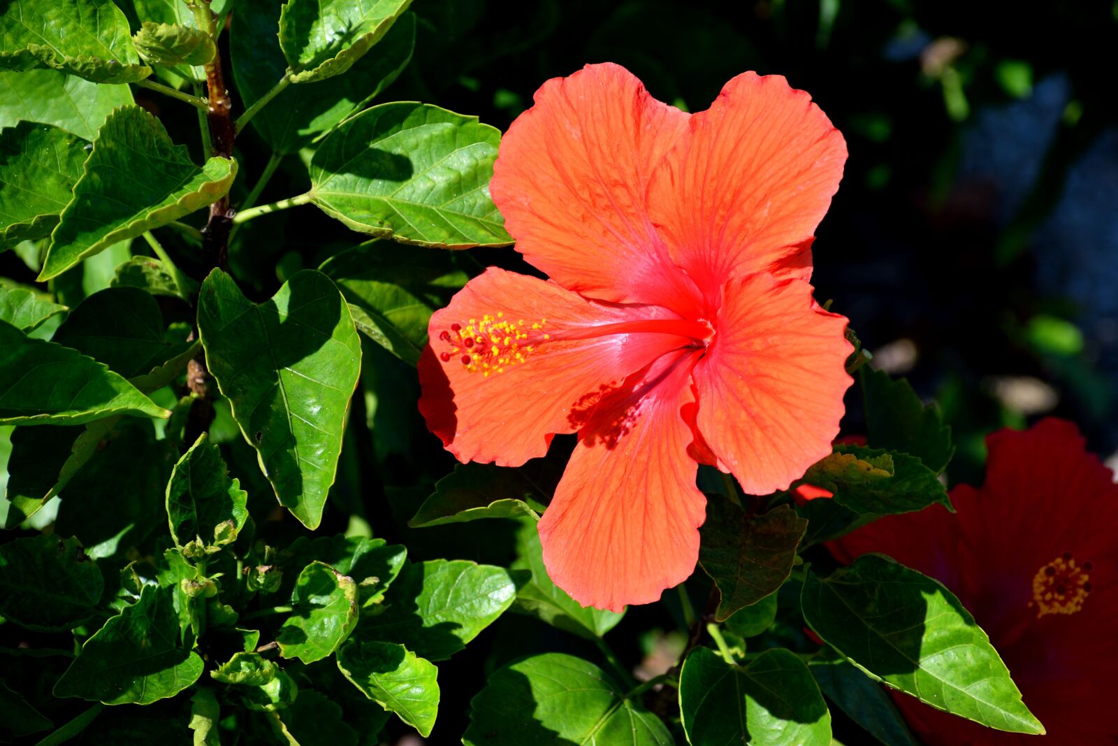 Nikon D3300 sample photo. Vibrant, color, hibiscus flower photography
