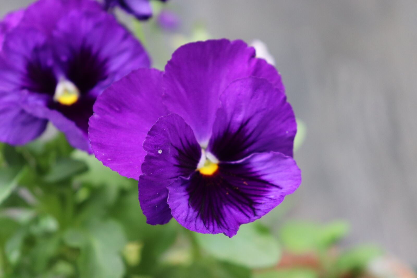 Canon EOS 200D (EOS Rebel SL2 / EOS Kiss X9) sample photo. Flower, purple, violet photography