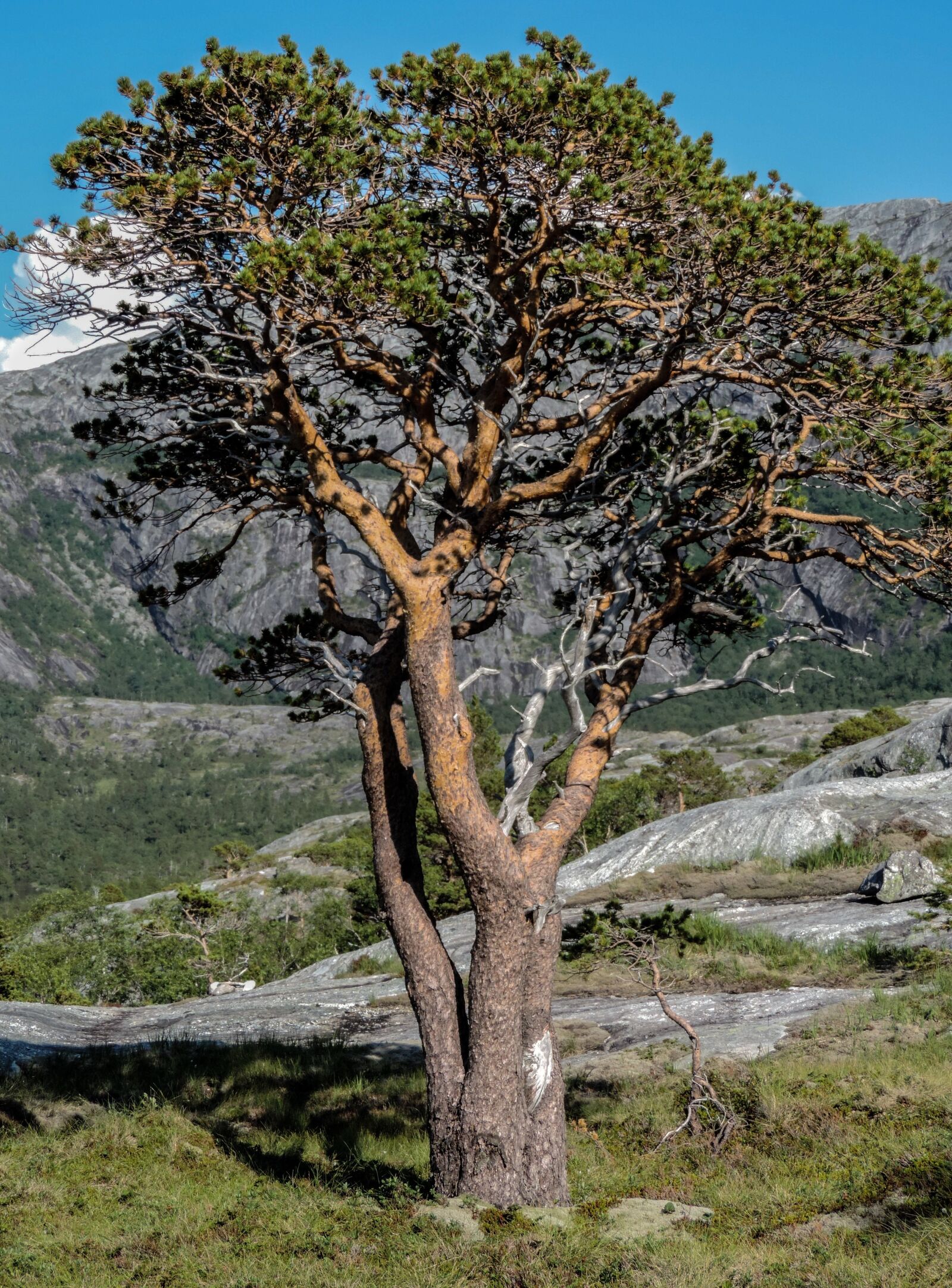 Nikon Coolpix P520 sample photo. Tree, mountains, nature photography