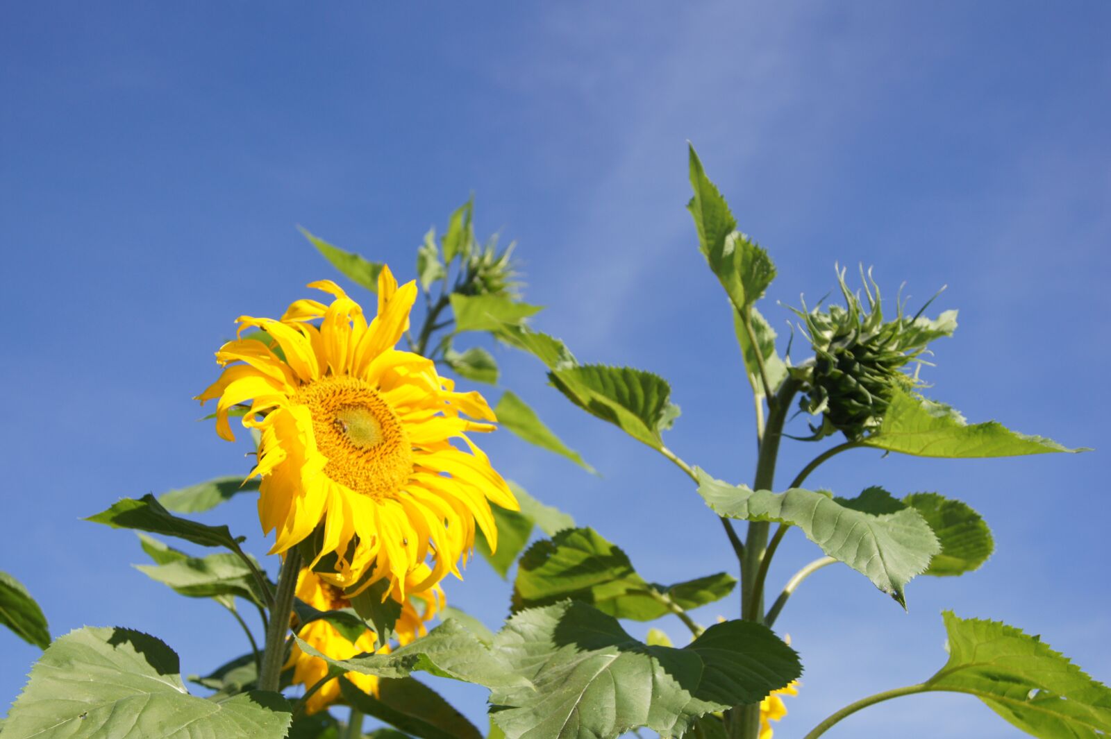 Sony Alpha DSLR-A550 sample photo. Sunflower, farm, plant photography
