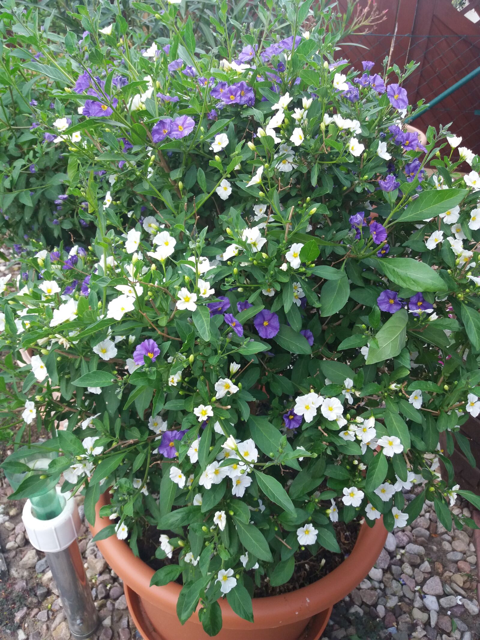 Samsung Galaxy J5(2016) sample photo. Spring, flowers, purple photography