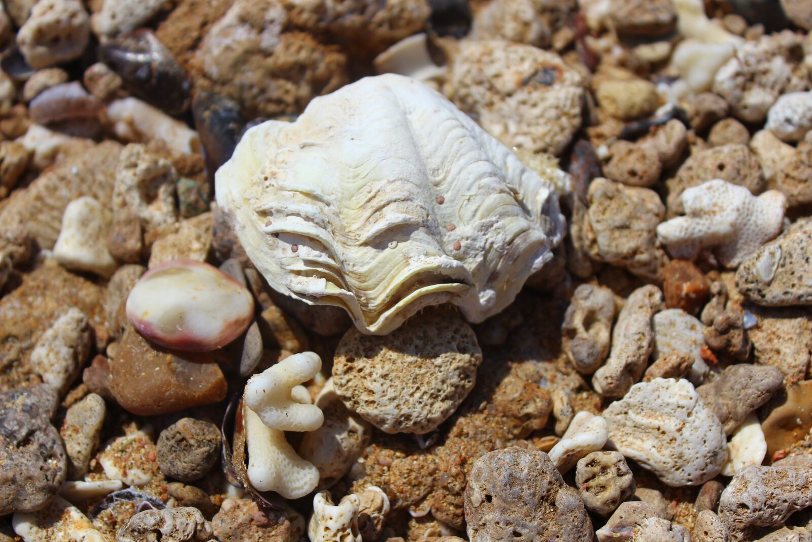 Canon EOS 600D (Rebel EOS T3i / EOS Kiss X5) sample photo. Shell, sea, beach photography