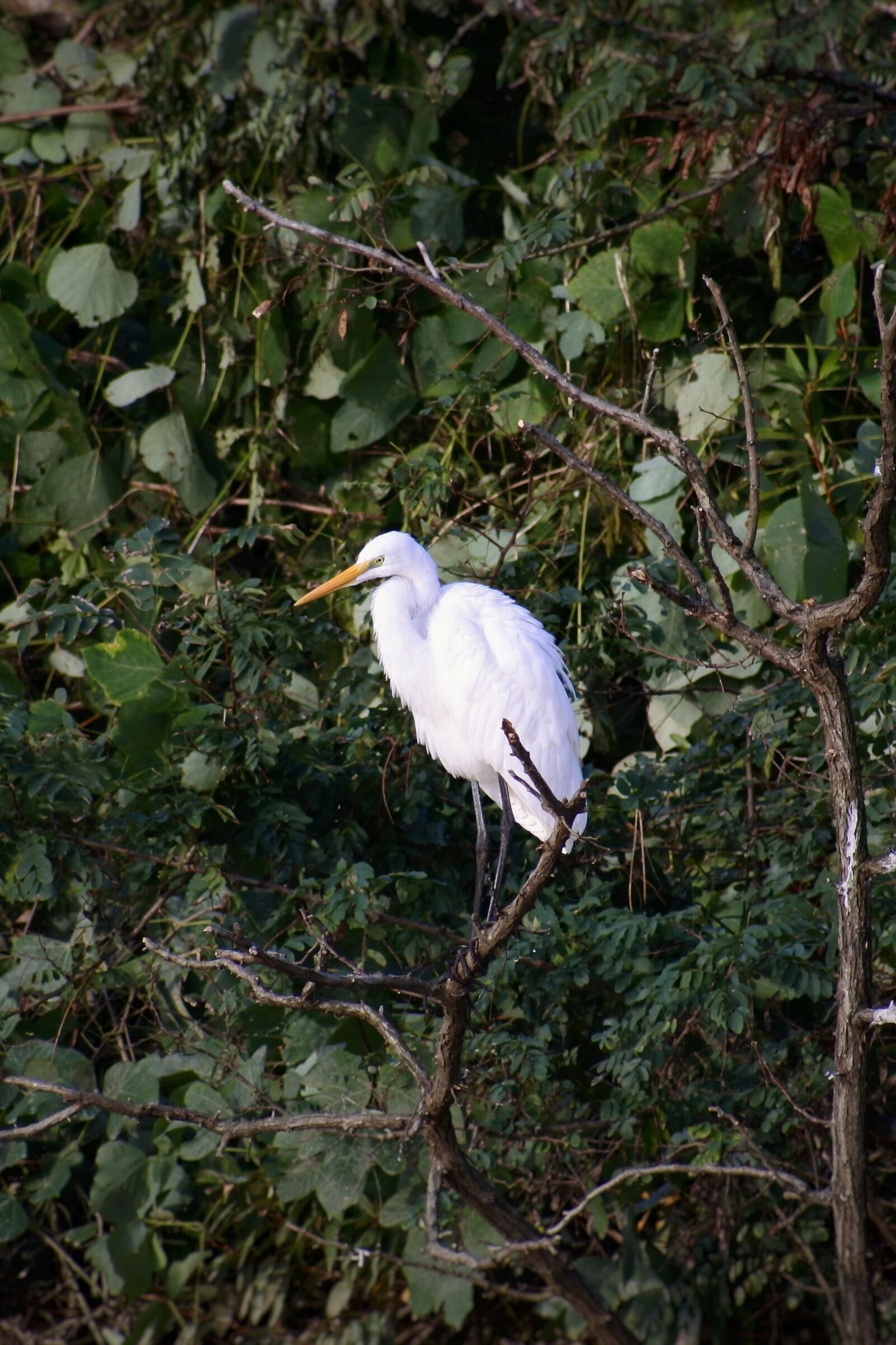 VR 70-300mm f/4.5-6.3G sample photo. Animal, river, waterside photography