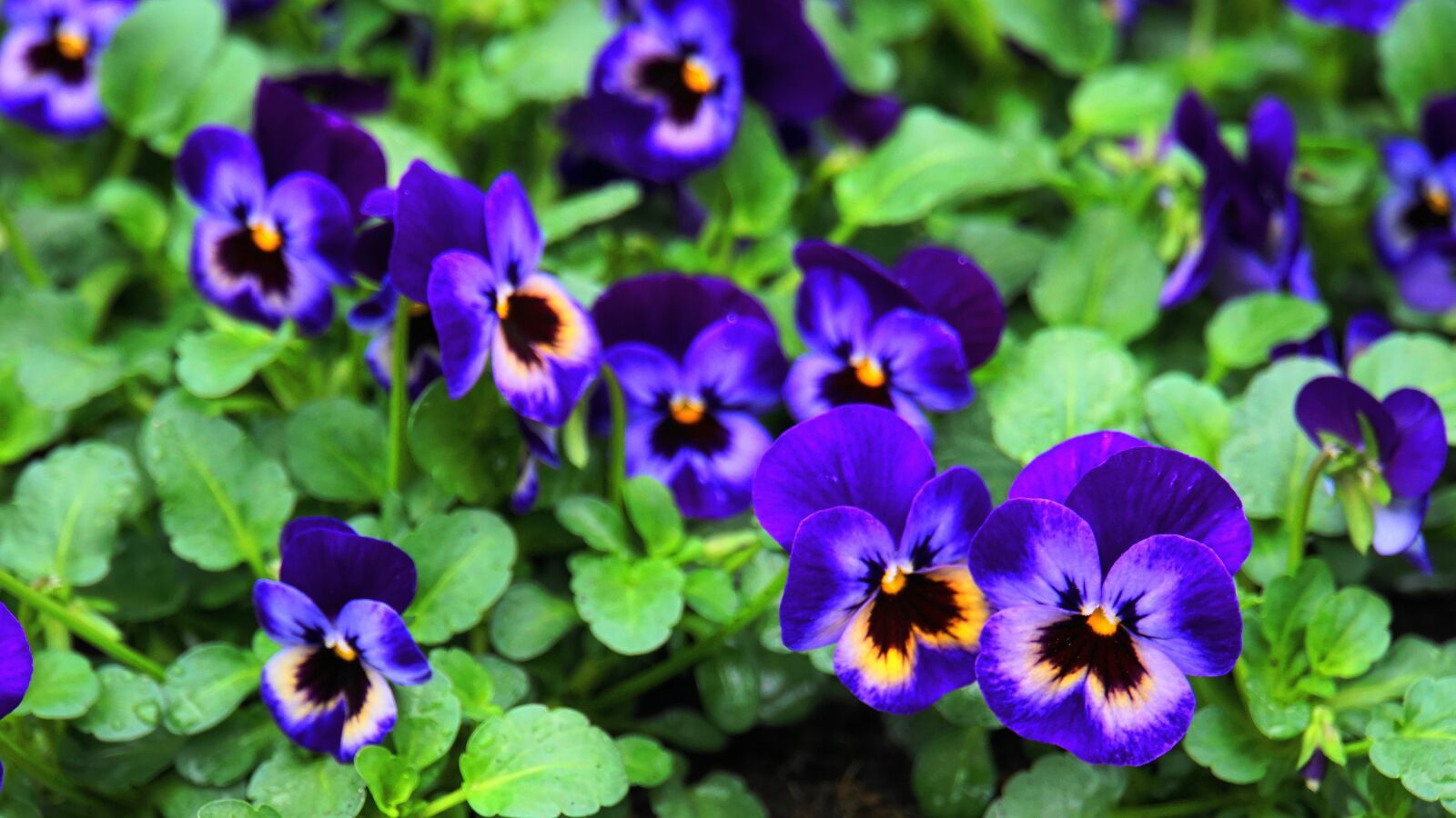 Sony E 18-200mm F3.5-6.3 OSS LE sample photo. Pansy, spring, flowers photography