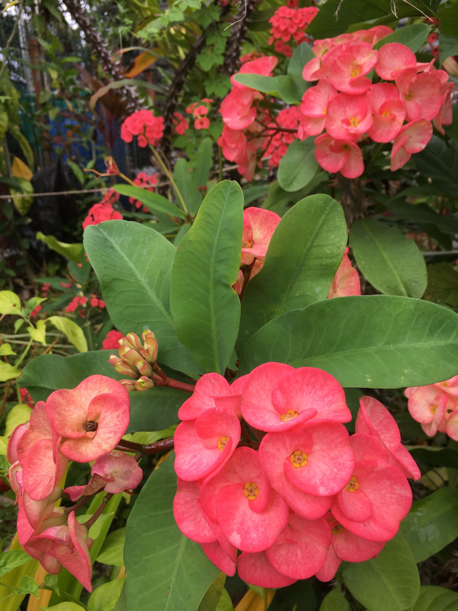 Apple iPhone 6s sample photo. Flowers, nature, garden photography