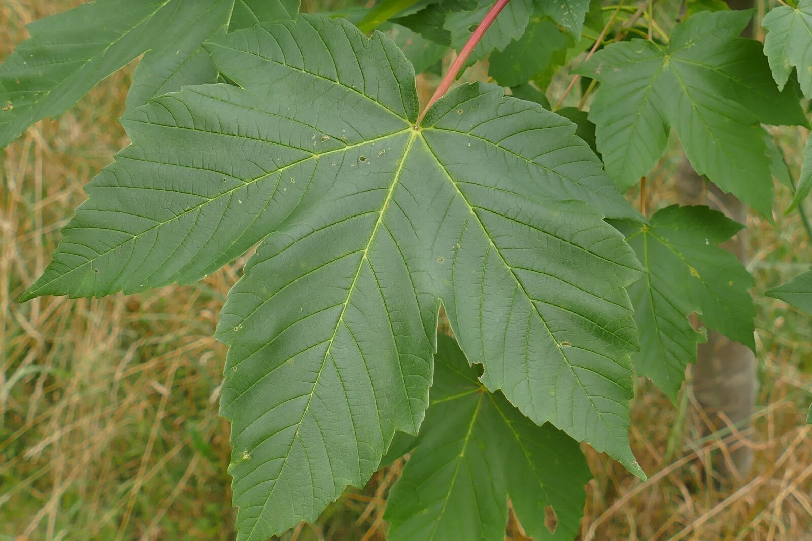 Panasonic Lumix DMC-FZ1000 sample photo. Mountain maple, close up photography