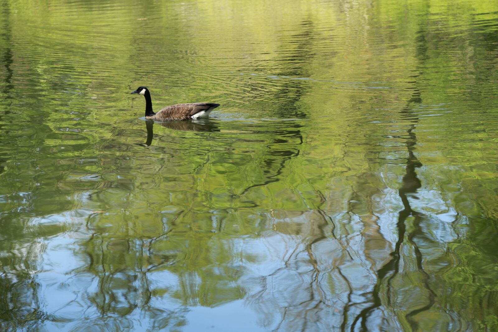 Canon EOS 6D + Canon EF 24-105mm F4L IS USM sample photo. The body of water photography