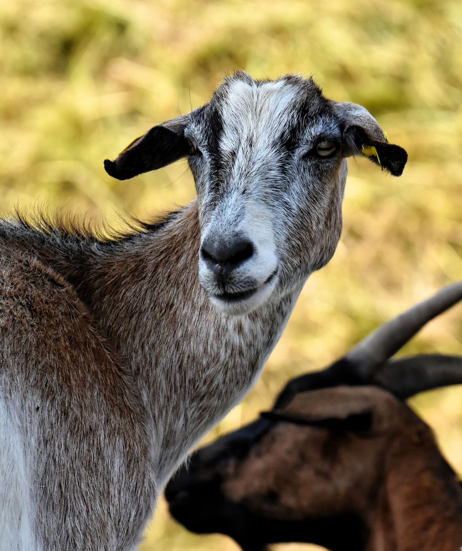Nikon D7200 sample photo. Goat, animal, nature photography