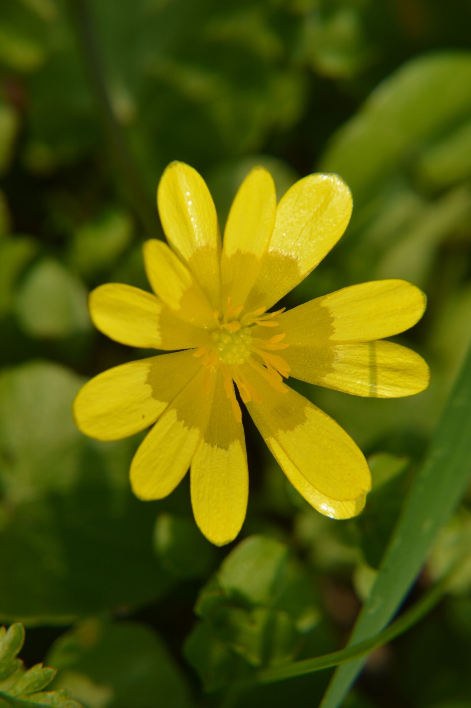 Nikon D3200 sample photo. Celandine, flower, perennial photography