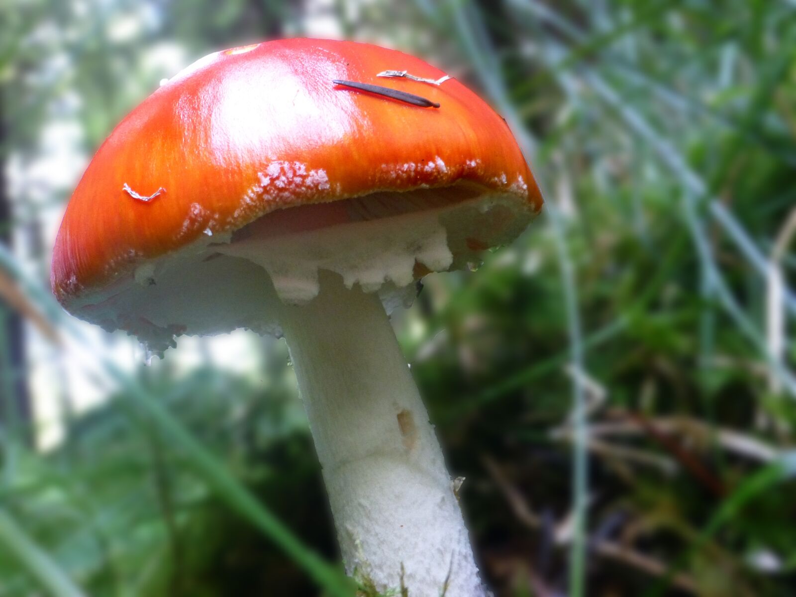 Panasonic DMC-TZ31 sample photo. Mushrooms, red, lamellar photography