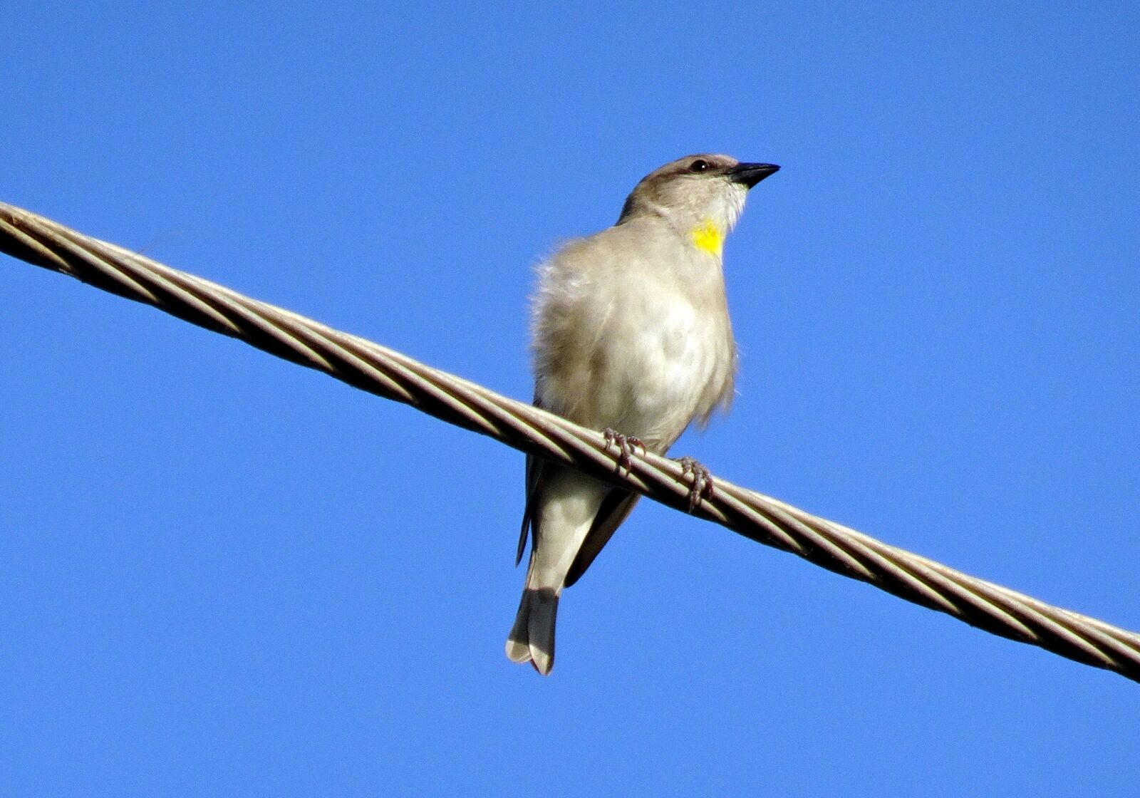 Sony Cyber-shot DSC-HX90V sample photo. Bird, sparrow, yellow-throated sparrow photography