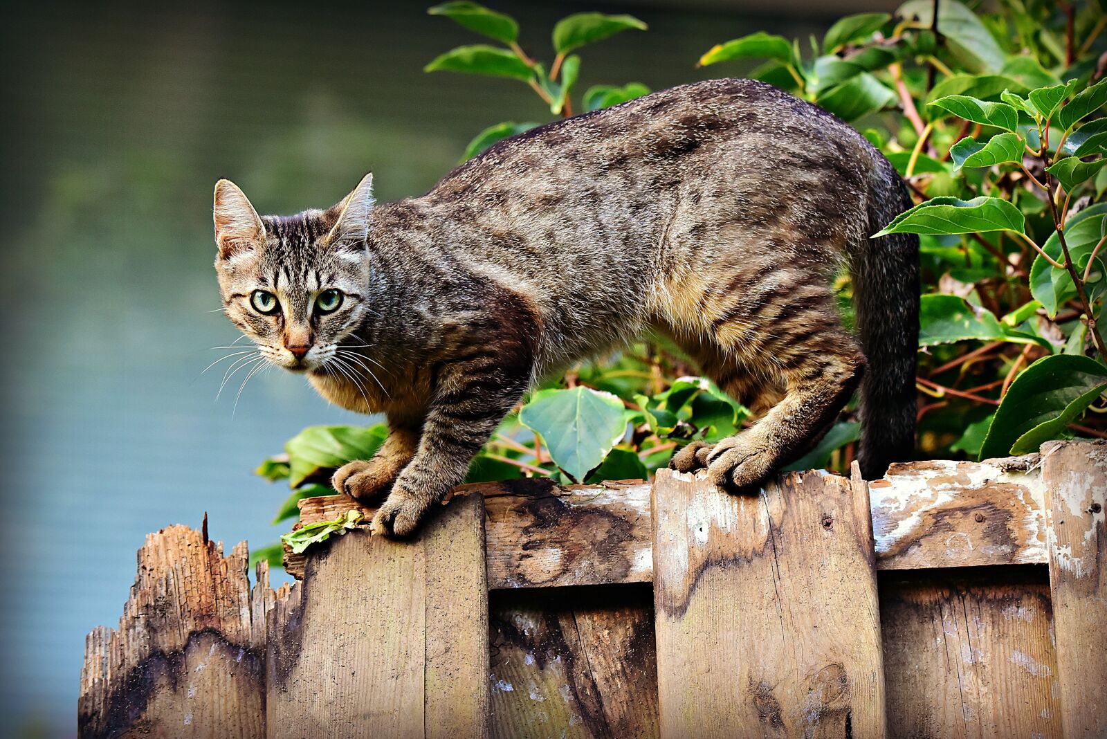 Nikon D750 sample photo. Cat, animal, mackerel photography