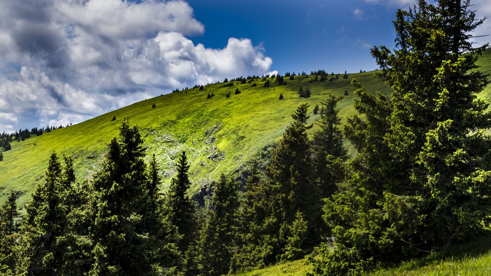 Nikon D5100 sample photo. Nature, sky, trees photography
