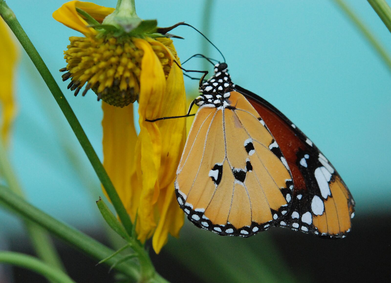 Nikon D80 sample photo. Butterfly, nature, summer photography