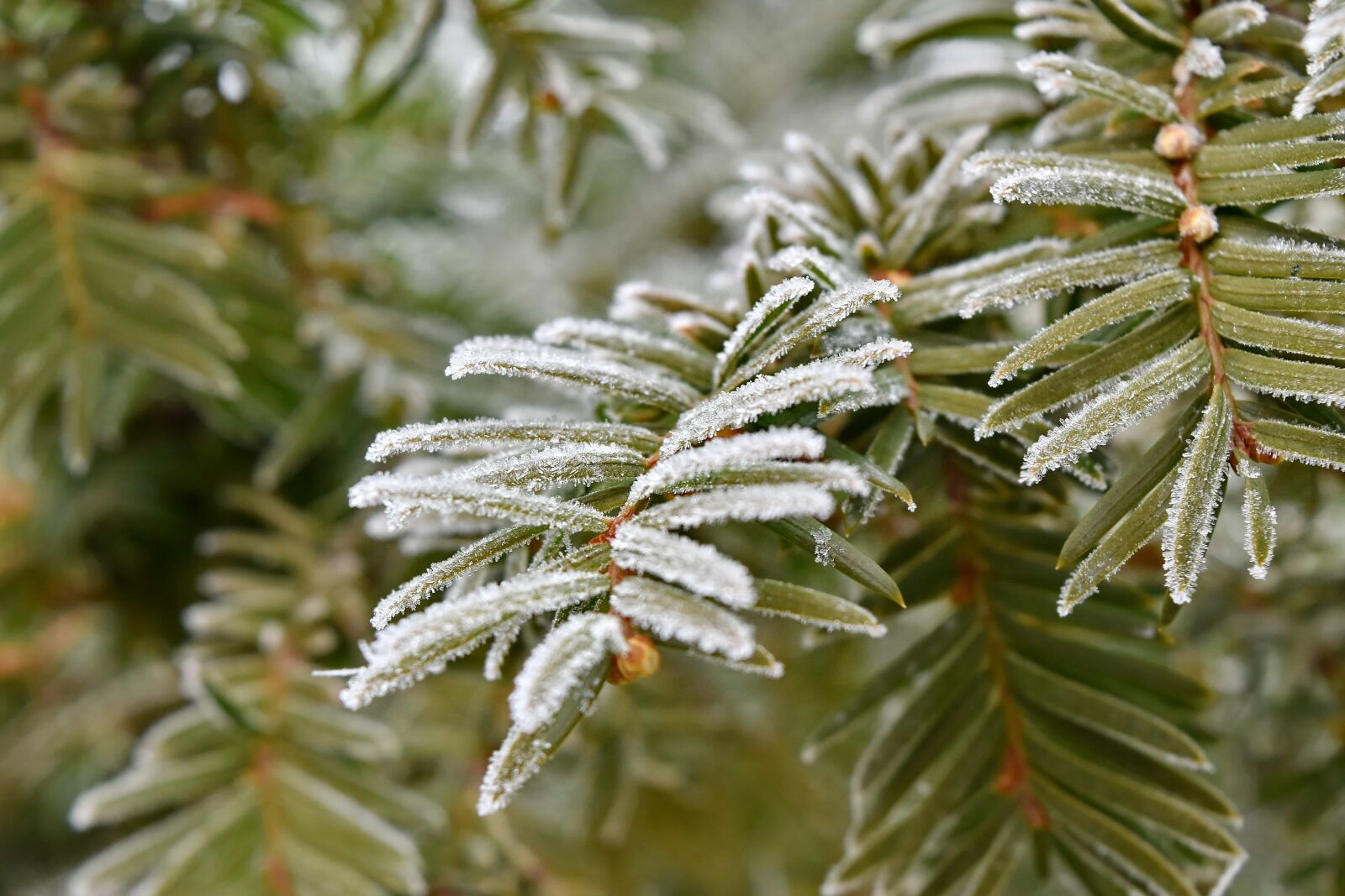 Nikon D5500 sample photo. Branches, conifer, freeze, frost photography