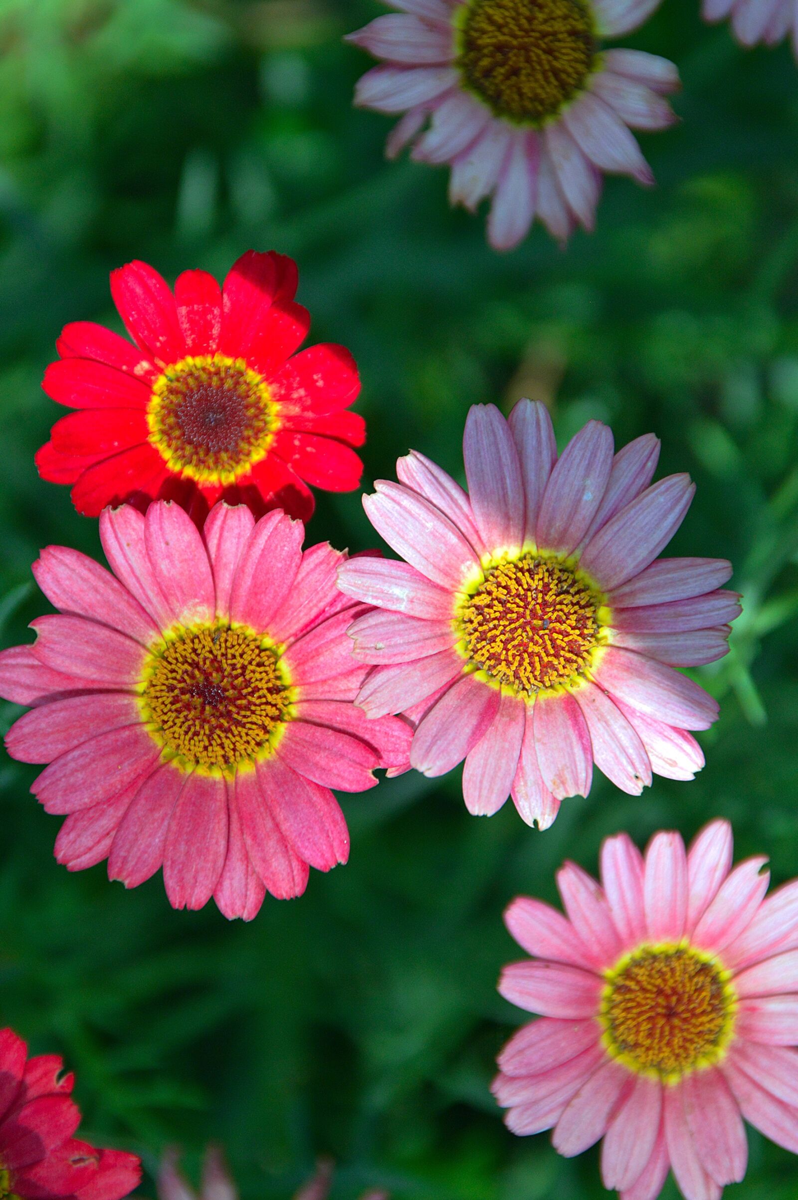 Nikon D3200 sample photo. Flower, summer flower, petal photography