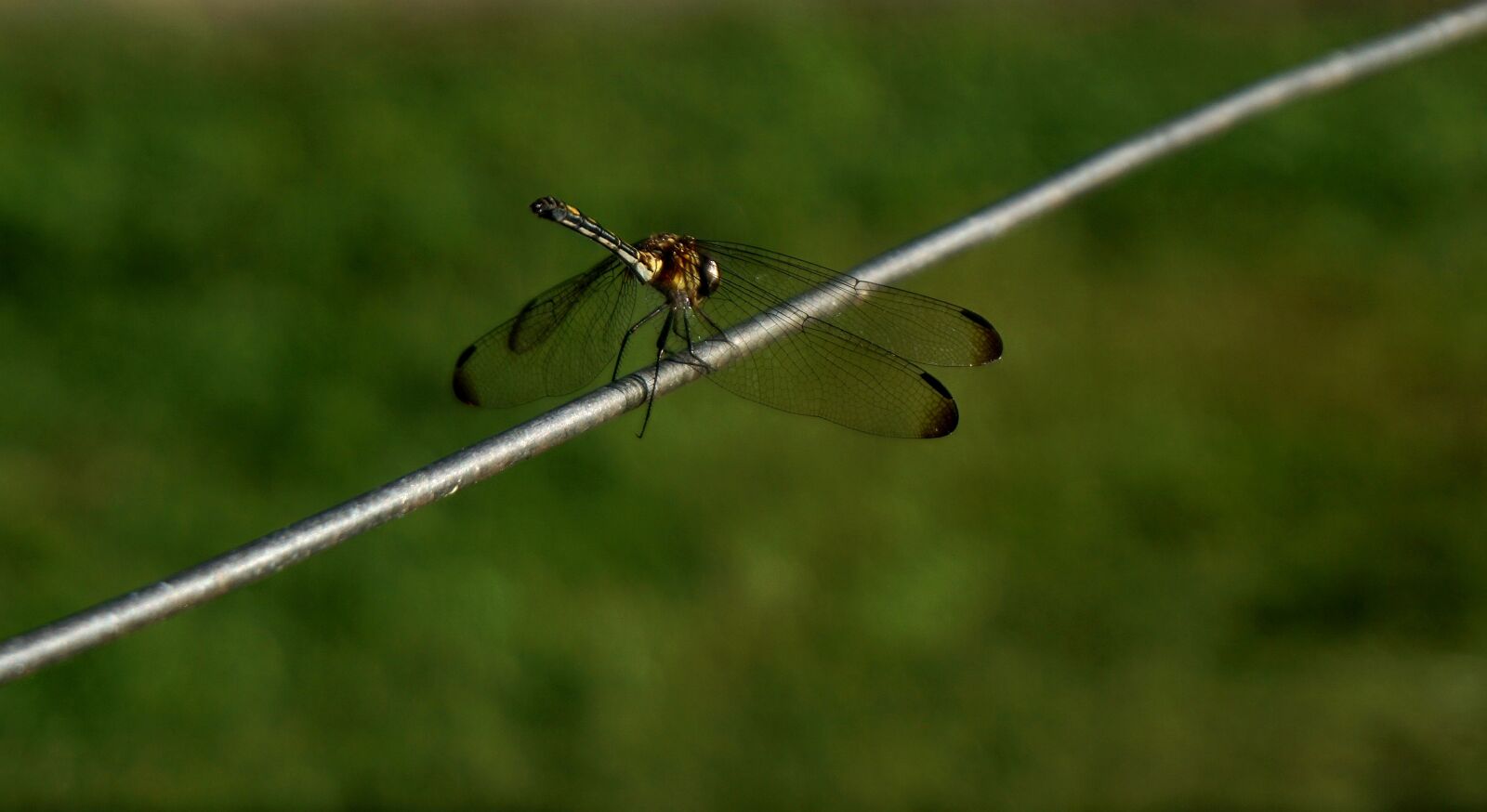 Sony E 16-50mm F3.5-5.6 PZ OSS sample photo. Dragonfly, insect, wildlife photography