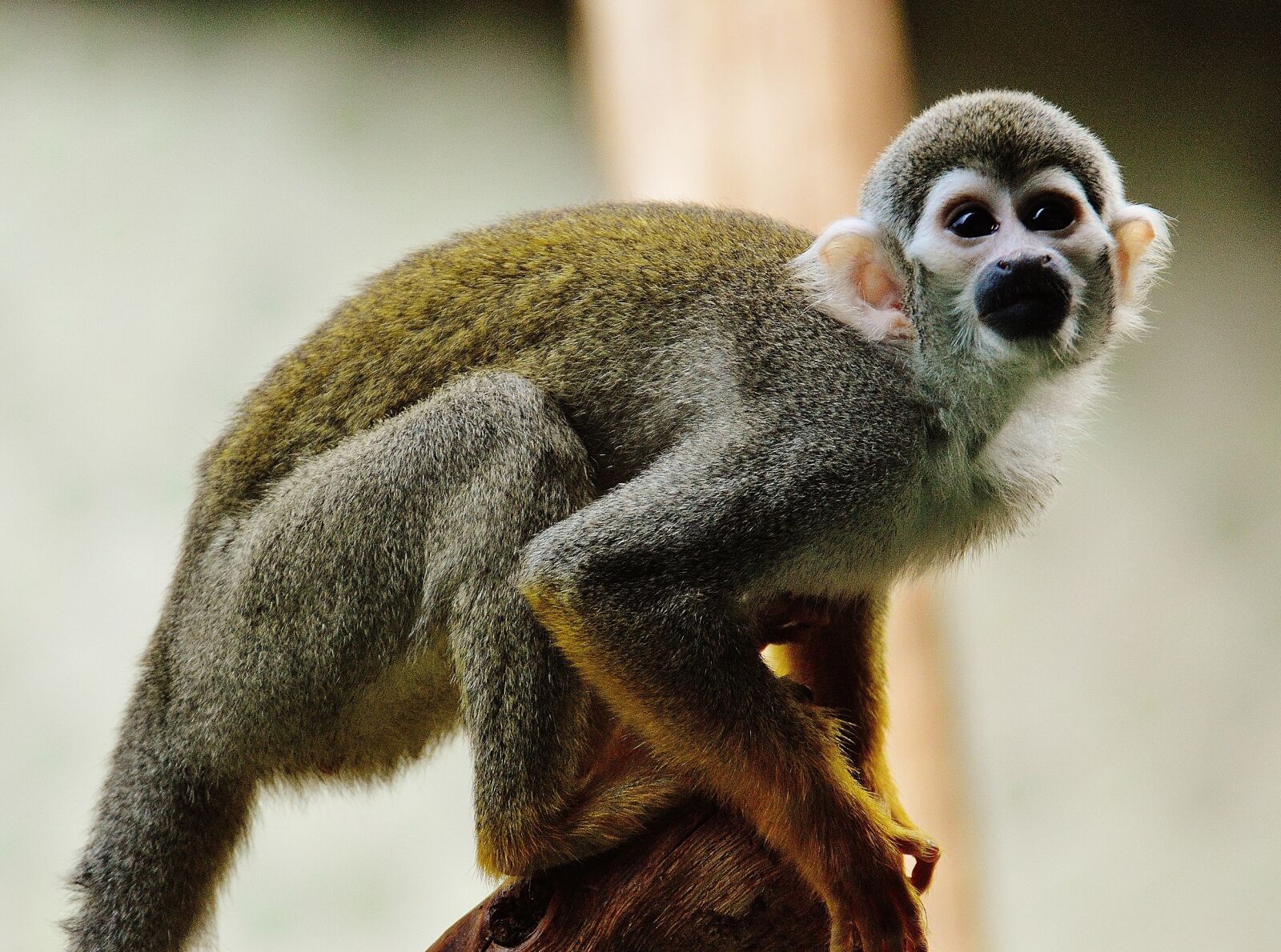 Nikon D3200 sample photo. Monkey, animal, zoo photography
