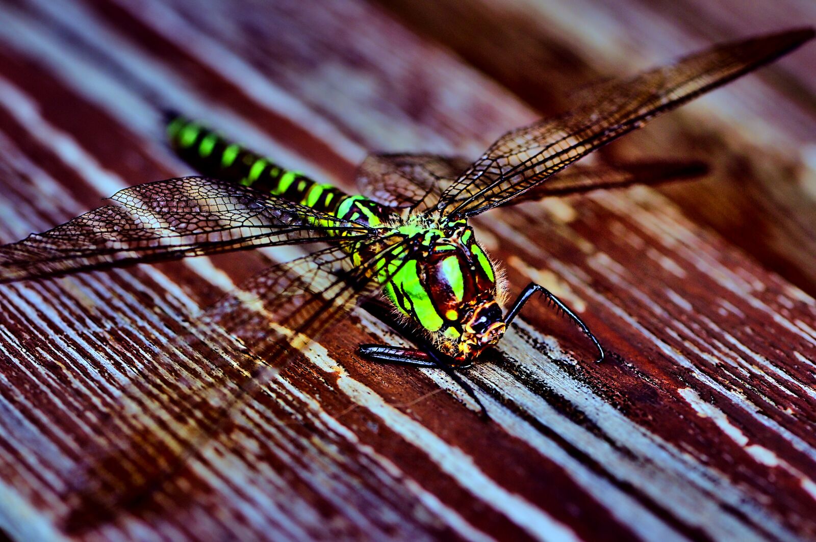 Nikon D300S sample photo. Dragonfly, insect, close up photography