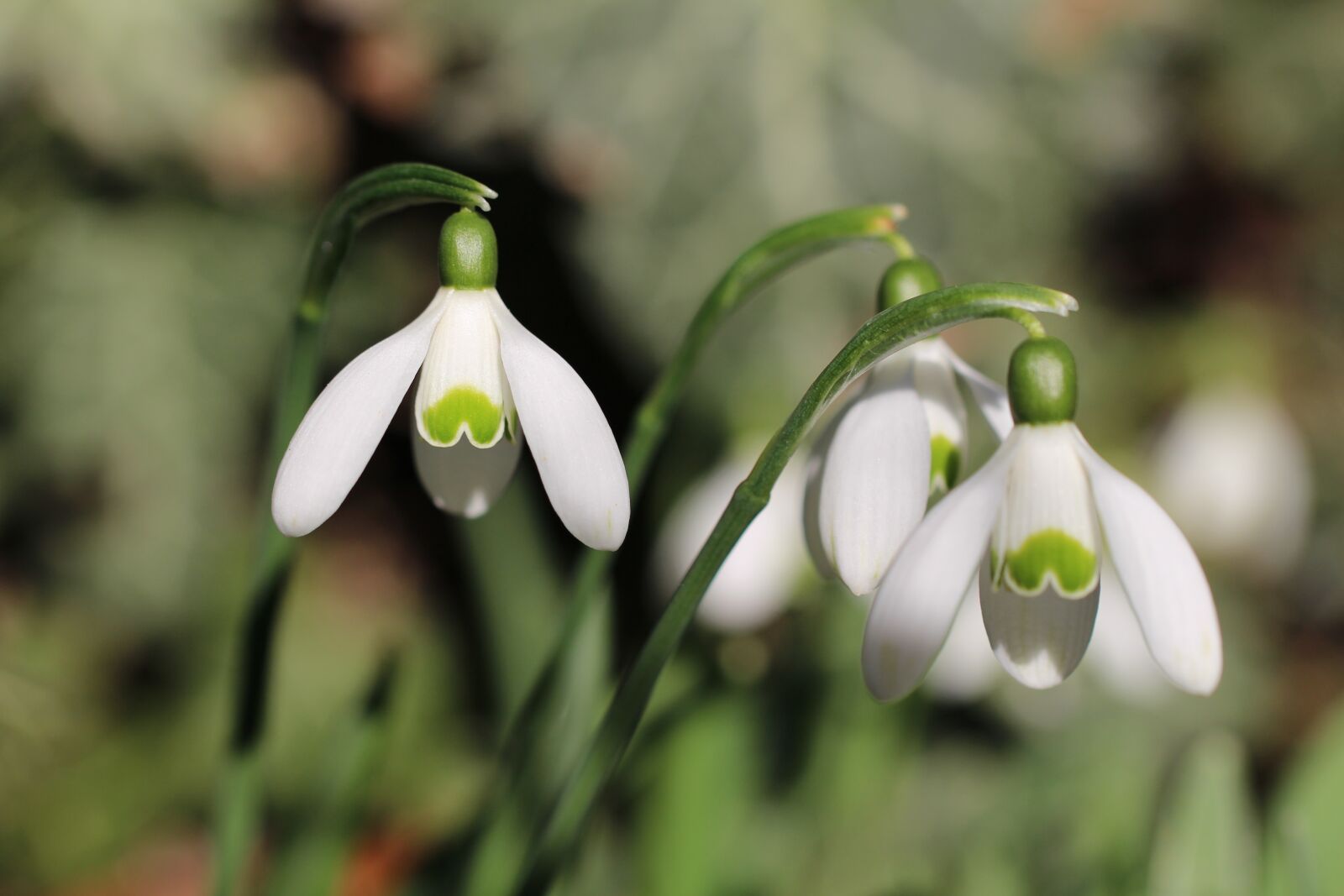 Canon EOS 700D (EOS Rebel T5i / EOS Kiss X7i) sample photo. Three, snowdrop, spring photography